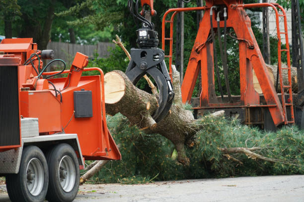 The Steps Involved in Our Tree Care Process in Loris, SC